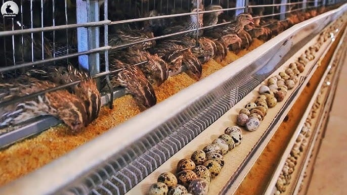 Línea de producción de huevos de codorniz en planta industrial Codorcol Piedecuesta